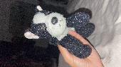 Please please if you see this dog very loved Boston terrier cuddly toy. My 4 yea