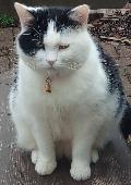 Tilly, quite fat, very tame, sometimes hisses. No microchip or collar. Last seen
