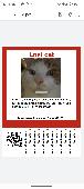 Ginger and white full male cat stocky 