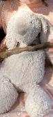 We have lost my daughters jelly cat bunny, last seen at Menai market place 