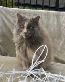 Very fluffy grey cat with ginger streak on nose and right side of mouth. V-notch