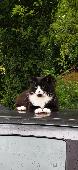 Missing cat! Pazuzu black and white mid long hair male cat. Last seen Friday 13t
