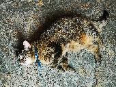 Whiskas is a Senior Tabby cat, with a slightly ginger belly and grey paws. Her e