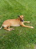 Tan coloured male lurcher Stolen between 11.30 am and 2.30pm