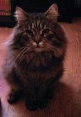 White chin, freckles on right side nose. Long haired with a notably bushy ears, 