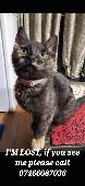 Please help me to find my little girl. she has a light brown paw. She is not fri