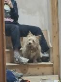 Gillad a short gingery/blond Norfolk terrier x jack Russel with a white stripe o