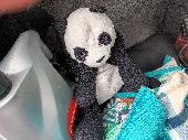 Well loved Panda found in a tree in the carpark. Looks like not been rained on s