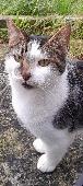 Fluff has been missing from Lixwm, Holywell since February 12th. He is white, wi