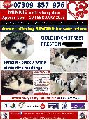 she is black and white. She has a distinctive black nose. she only has three bla