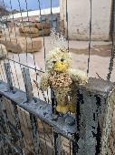 Duck soft toy found at the side of Bangor Road near Edinburgh Arts and Picture F