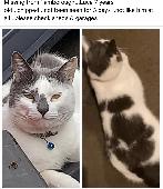 Cat luca missing: Dark grey and mostly white 7 years old Chipped and neutered La