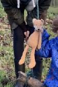 My son lost his fox soft toy (jelly cat) somewhere on the Piccadilly line, near 