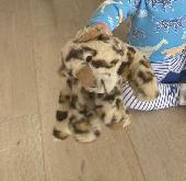 Lost leopard! Lost on Streatham High Road on Tuesday afternoon around 5pm. He is