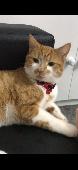 My 4 year old ginger and white male cat has gone missing. He is not neutered and