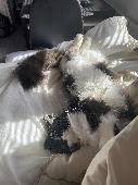 he is a new cat to our home, but not a new cat to us. he previously lived with m