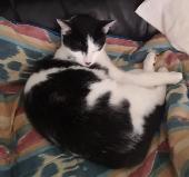 He is a black and white domestic short hair. he is male, approx. 1.5 years old. 