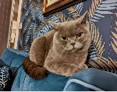 Please help us find our beloved Nero, he went missing in the early hours of the 