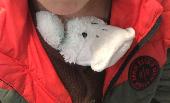 Lost: stuffed duck/bird platypus. Our son is terribly sad ????. Probably lost th