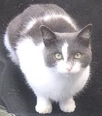 Grey and white shorthaired male cat, unneutered. White tail tip, pink nose.