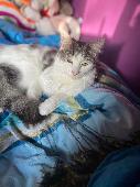 My cat has been missing since the 22nd may 2023. He is missing from UB3 4LX St D