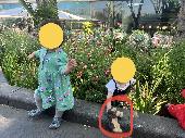 Little brown dog teddy lost on the south bank, probably in the flower bed outsid
