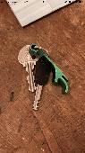 MISSING KEYS PLEASE HELP. These keys were dropped somewhere between Highbury & I