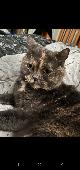 A Grey Domestic shorthaired cat with ginger and cream markings has gone missing