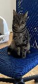 Twix escaped out of a window he has never been outside only just turned 1 is a v