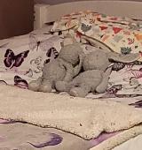 Lost 2x very well loved bunny's, grey in colour white hand feet and inside ears,