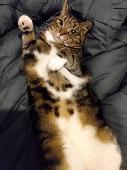Tortoiseshell and white Beautiful and unique tortoiseshell colouring / pattern o
