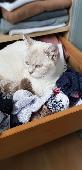 A white cat called Mimiu (also listens to Stella) went missing last night from h