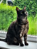 My cat has gone missing since 19th. Very friendly boy about 11 years old. Black 