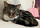 My friend's cat Kelpie was lost escaping from a broken down car on the M6 northb