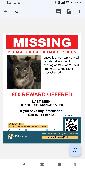 Lacey is a grey Torti and 5 years old really missing her so much and just want h