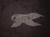 My daughter has lost her Cuski comfort blanket, this used to be a pale green but