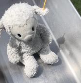 Lost a white teddy/lamb with a yellow tag on ear. Holds a lot of sentimental val