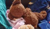 Please help find "Teddy", he's 10 years old, dearly loved, and deeply missed.