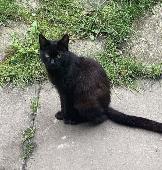 Missing black cat