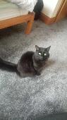  Missing cat - Nestor black and fluffy fur Young male chipped and neutered. Quit