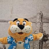 Holiday Tiger lost at Clifton Suspension Bridge Visitor Centre. He is having a n