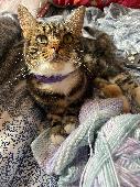 She has a brown and black tortoise shell coat with white under her chin and bell