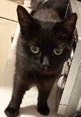Black cat with brown at the back of her fur, small old cat