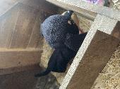 My daughter lost her favourite toy dog, Waggles on the District line- Eastbound