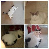 My cat went missing from our garden. When she bolted she was wearing a red harne