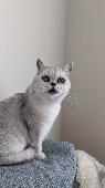 Moon is very distinctive, his colouring looks like a chinchilla, his fur is whit