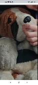 *Lost teddy Kiltipper area * Hi all hope you can help me out. This afternoon bet