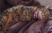 Male Tabby Cat called Tyson, wearing a red collar, he is 8 years old. Very frien