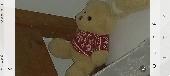 My son has lost his favourite teddy whilst on holiday in Exmouth, he’s so sad. I