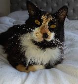 Tortoiseshell cat has been missing since Sunday 15/10/23. She is chipped and spa